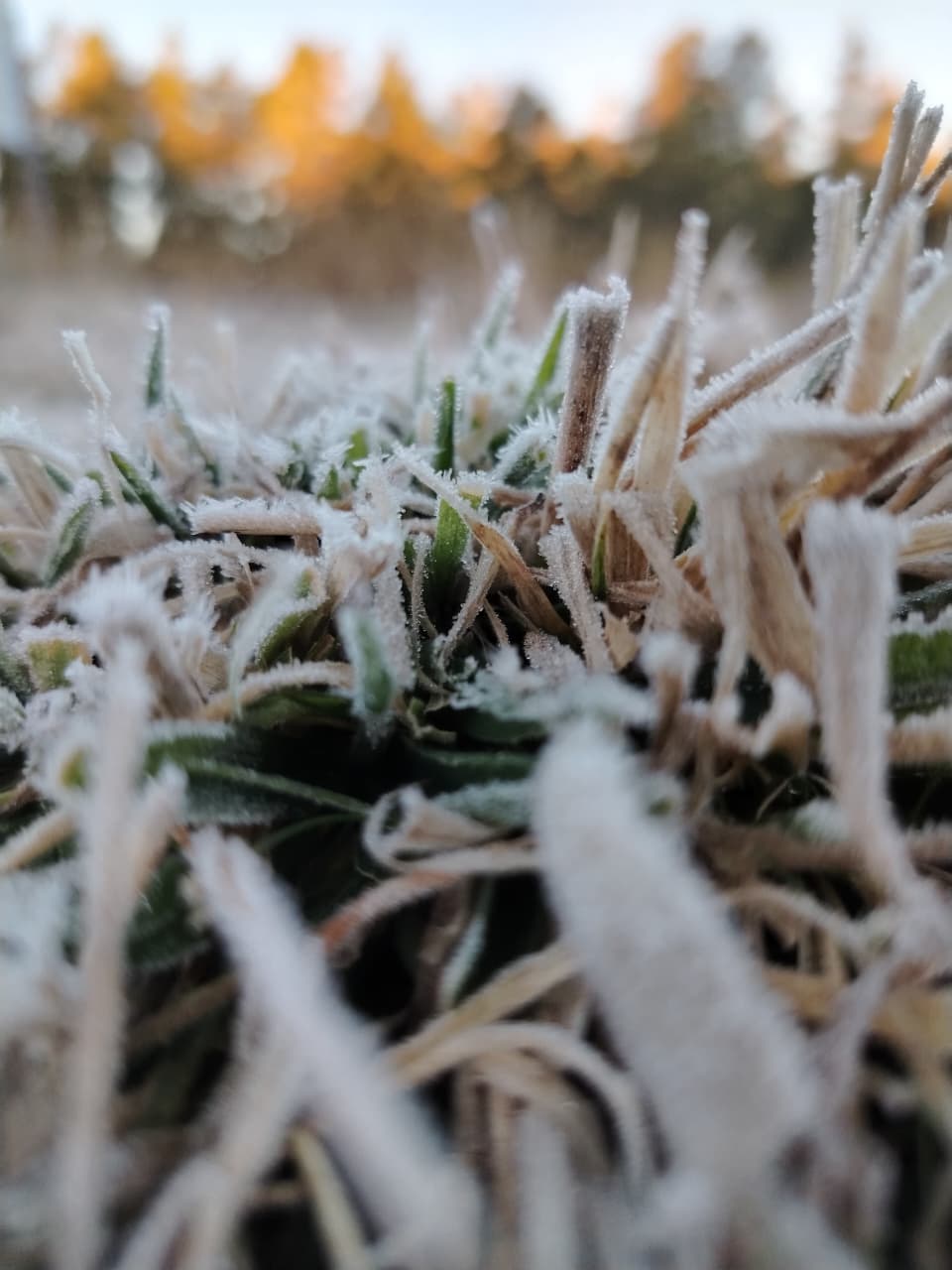 White landscape in Valle Nuevo