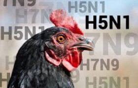 Grippe aviaire H5 détectée au Suriname après des décès massifs de poulets dans une ferme avicole