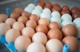 Les Bahamas renforcent leurs efforts pour accroître la production locale d’œufs