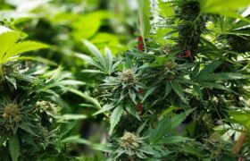 Un psychiatre de la Dominique appelle les Caraïbes à relever l&rsquo;âge légal pour l&rsquo;alcool et le cannabis